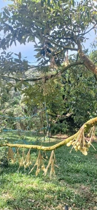 东：榴梿季节来到尾声，明年2月华人新年没有榴梿吃
