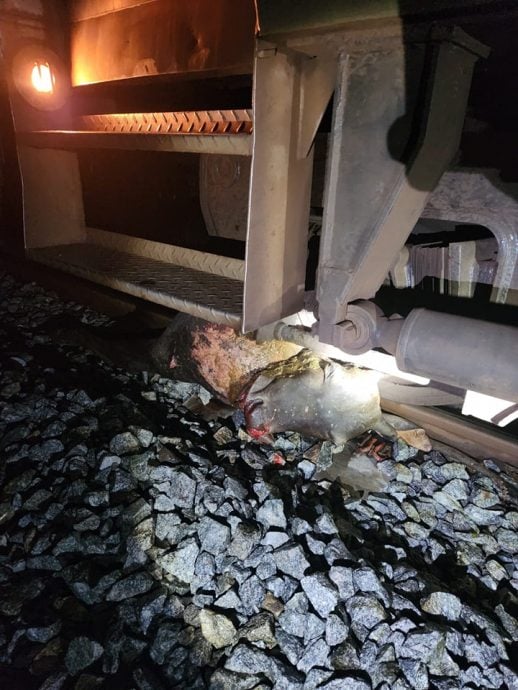 东:火车撞死14头牛