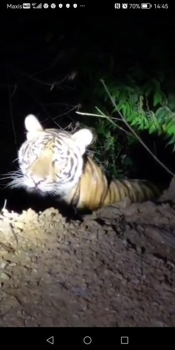 全国:(供求真)警方澄清文冬热水湖没有出现老虎