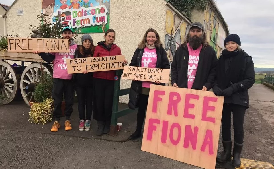 受困悬崖下逾两年 英国“最孤独绵羊”终获救