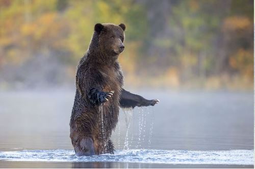 国际拼盘)“野生动物摄影师大赛”邀公众网上投选