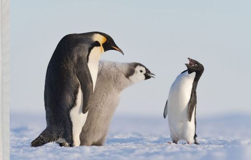 国际拼盘)“野生动物摄影师大赛”邀公众网上投选