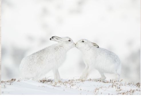 国际拼盘)“野生动物摄影师大赛”邀公众网上投选