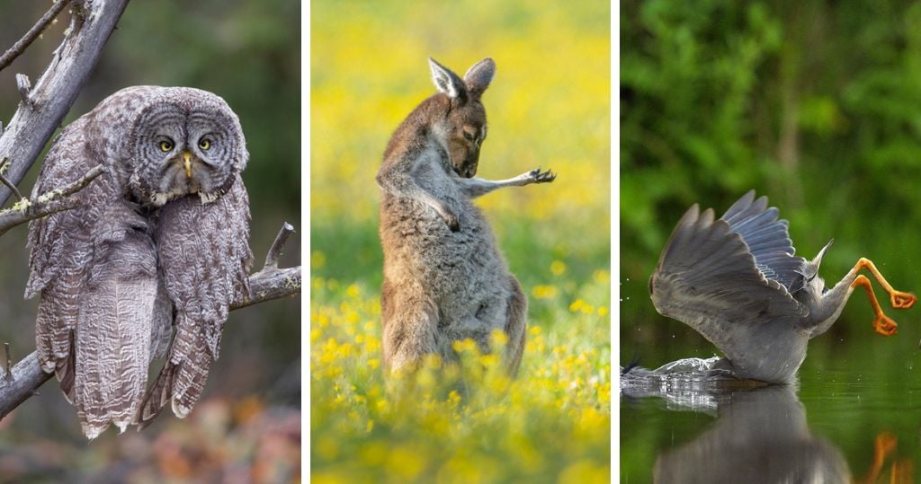搞笑野生动物摄影奖赛果揭晓 《弹空气吉他的袋鼠》夺总冠军
