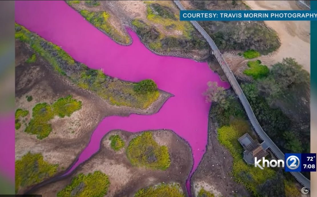 夏威夷惊现梦幻粉紫水塘　专家吁民众勿接触