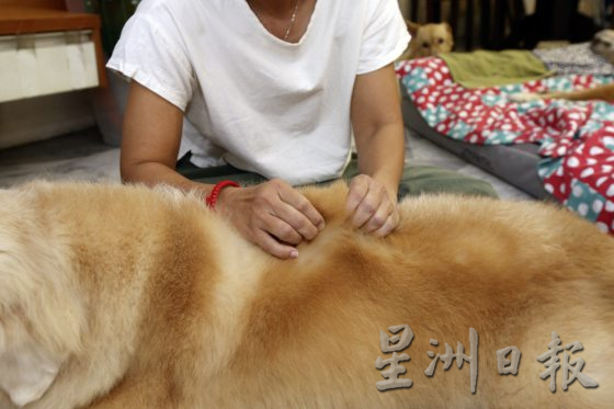 宠物按摩师,舒缓宠物压力,恢复活力