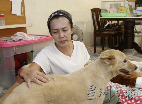 宠物按摩师,舒缓宠物压力,恢复活力