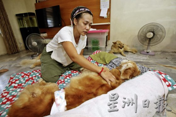 宠物按摩师,舒缓宠物压力,恢复活力