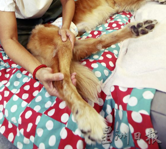 宠物按摩师,舒缓宠物压力,恢复活力