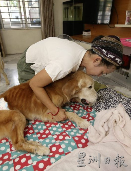 宠物按摩师,舒缓宠物压力,恢复活力