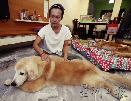 宠物按摩师,舒缓宠物压力,恢复活力