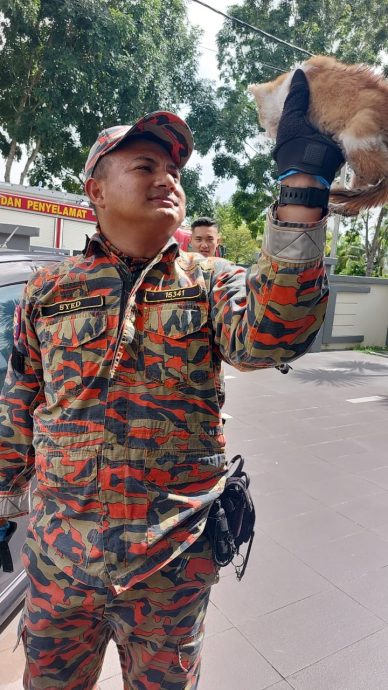 小猫躲在车引擎内出不来 消拯员出动解救