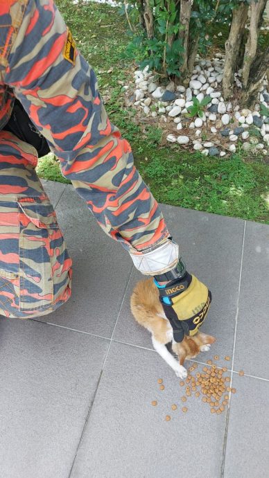 小猫躲在车引擎内出不来 消拯员出动解救