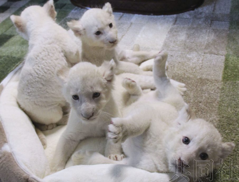 小白狮一胎生四只　网友心脏爆击狂喊“软绵绵的好可爱啊”