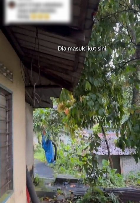 巨蟒凌晨闯民宅·女子冲奶撞见吓坏了