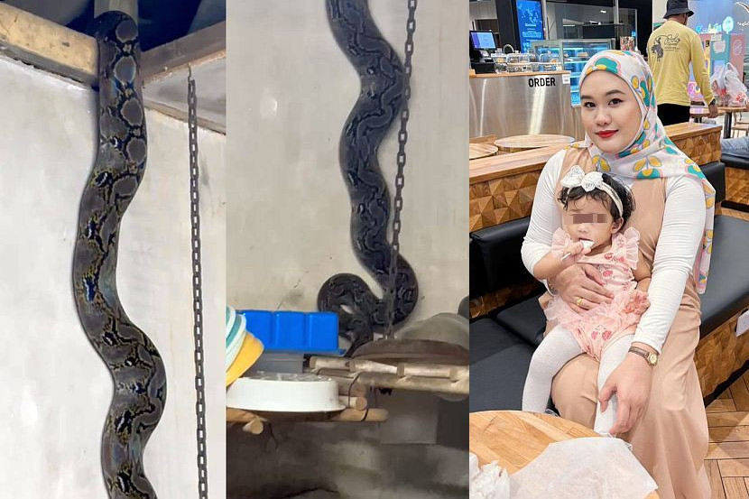 巨蟒凌晨闯民宅·女子冲奶撞见吓坏了