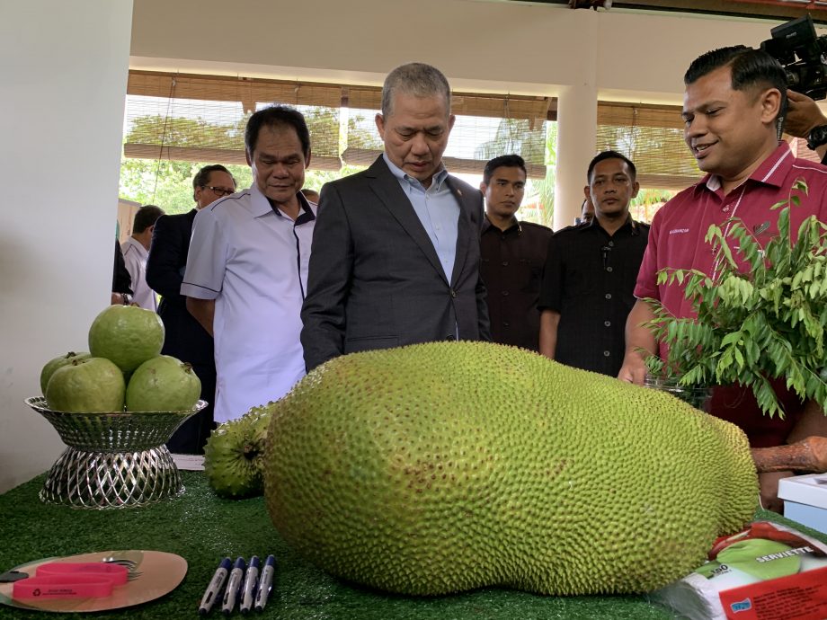 **已签发**柔:【州议会】:柔2公司获出口许可,每年可出口100个集装箱波罗蜜至中国