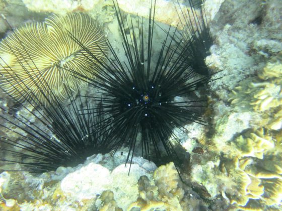 拯救珊瑚礁!保育海胆,让它吃掉海藻,守护珊瑚