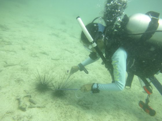 拯救珊瑚礁!保育海胆,让它吃掉海藻,守护珊瑚
