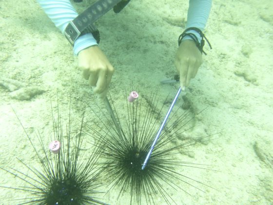 拯救珊瑚礁!保育海胆,让它吃掉海藻,守护珊瑚