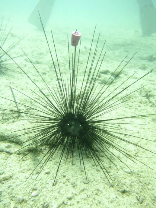 拯救珊瑚礁!保育海胆,让它吃掉海藻,守护珊瑚