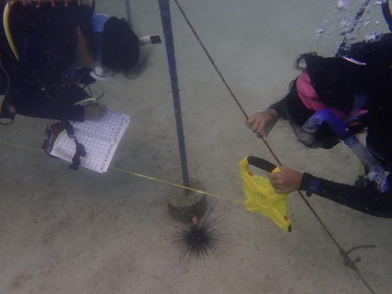 拯救珊瑚礁!保育海胆,让它吃掉海藻,守护珊瑚