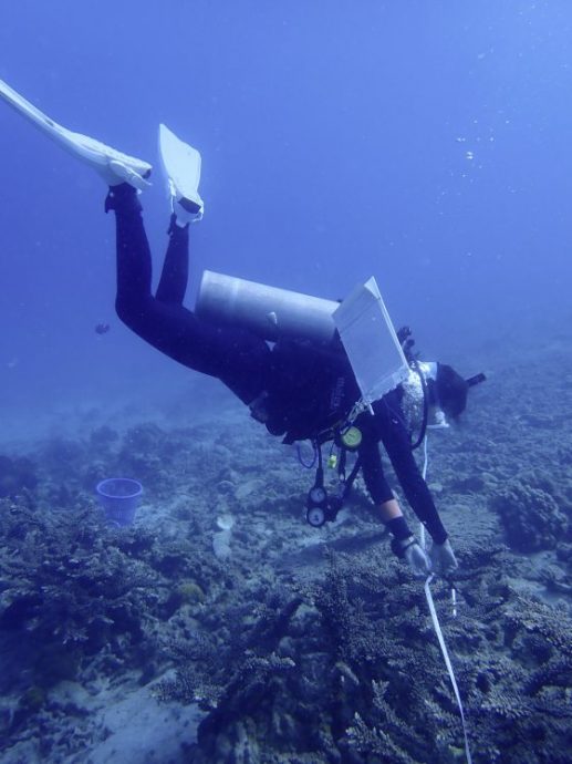 拯救珊瑚礁!保育海胆,让它吃掉海藻,守护珊瑚