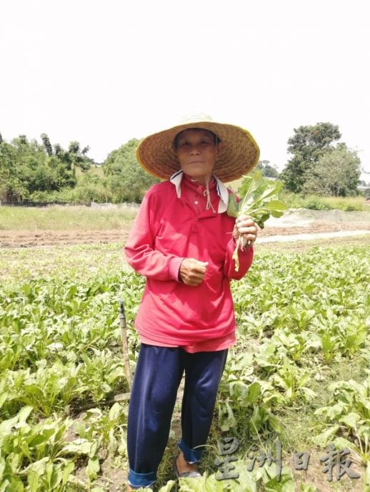 柔:【特稿】:气候变化影响生长收成 雨季未至蔬菜价格先波动