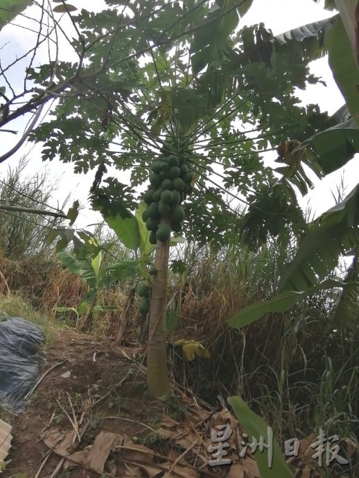 柔:【特稿】:气候变化影响生长收成 雨季未至蔬菜价格先波动