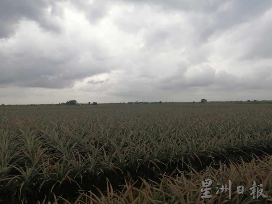 柔：【特稿】：气候变化影响生长收成 雨季未至蔬菜价格先波动