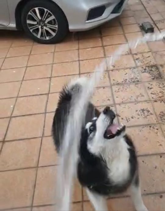 柔:宠物萌萌哒:(11月25日见报):阿拉斯加与贵妇犬性格大不同,爱狗人采取一国两制饲养