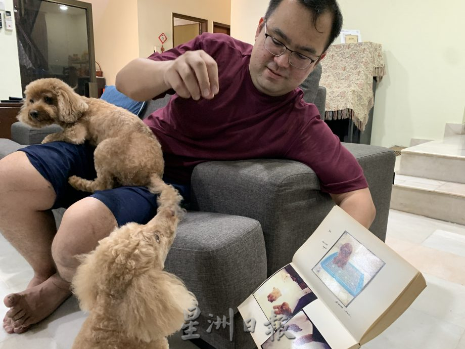 柔:宠物萌萌哒:(11月25日见报):阿拉斯加与贵妇犬性格大不同,爱狗人采取一国两制饲养