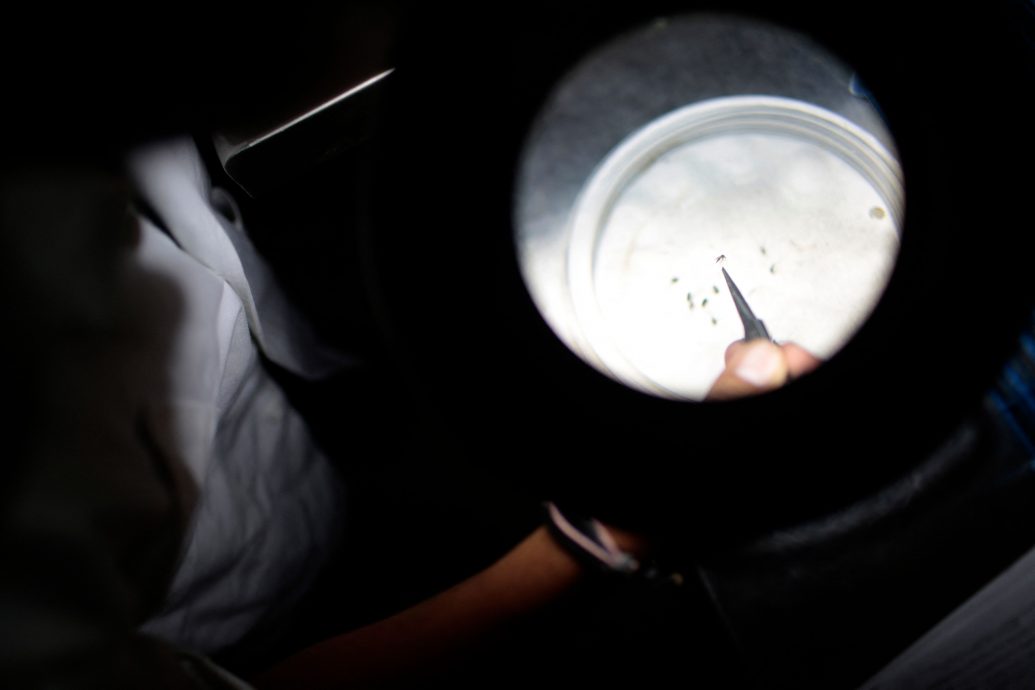 美国批准全球首款 由蚊子传播的基孔肯雅热疫苗