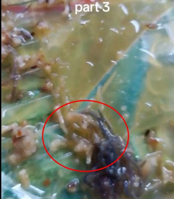 视频|RM1冷盘沙拉满是虫 女子崩溃:吃了一大半