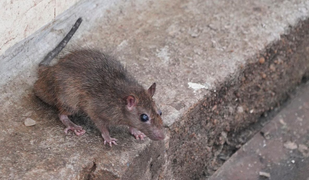  首宗医院老鼠咬伤人  “那只老鼠像兔子般大”