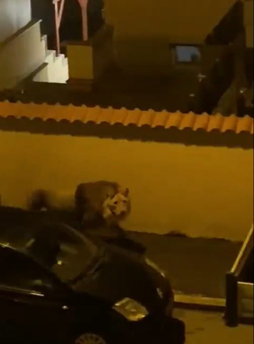 马戏团狮子出逃 街上游荡超过5小时后被捕