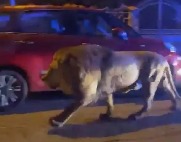 马戏团狮子脱逃“大街闲晃”直击画面曝光 当局警告别出门