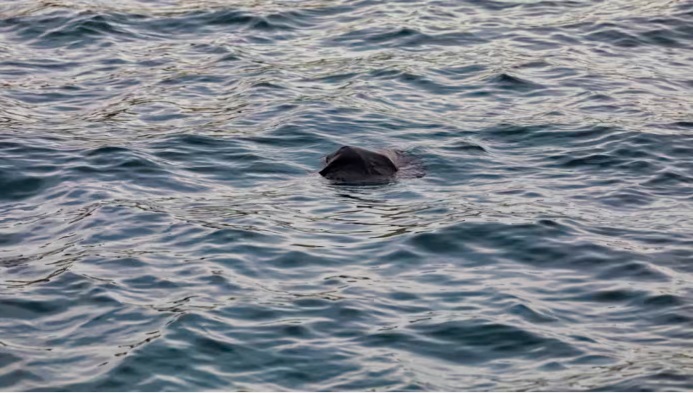 (已签发)柔:狮城二三事:印尼男被驱逐禁止再入境 靠垃圾袋从大马游回狮城