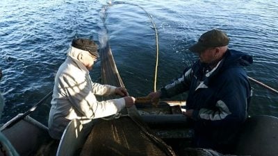 In a pickle: Baltic herring threatened by warming sea