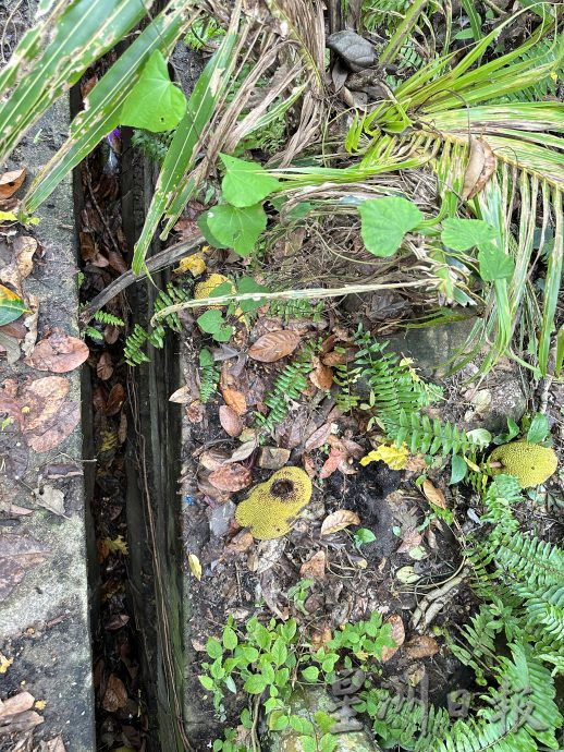 NS芙蓉／土崩发生1年 拨款被拒2次，居民担心雨季情况恶化