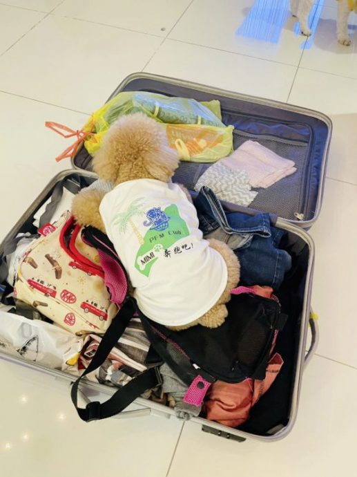 “我没有遗弃你！”出门旅游请跟宠物报备