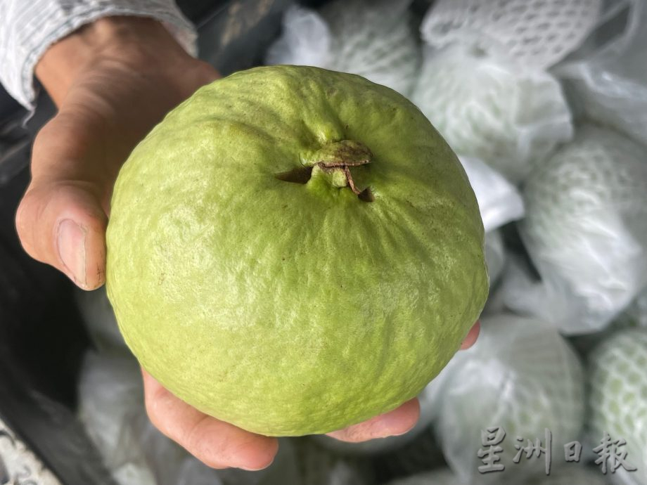 【农的传人】★12月4日刊登//大霹雳封底主文//天气变化极端菜难收成 房家有转种高耐受性作物