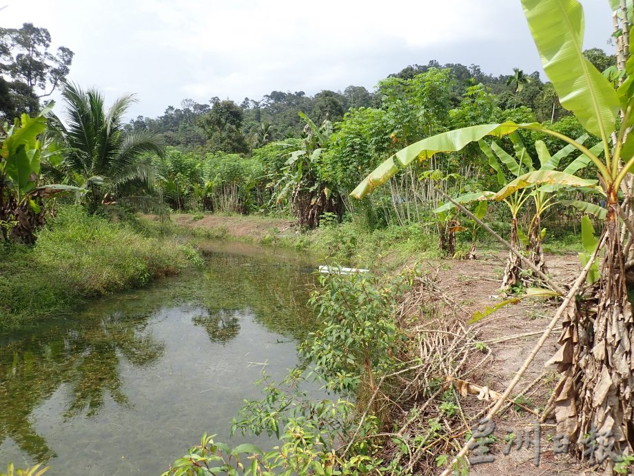 【农的传人】★1月1月刊登/大霹雳封底主文//陈锡成拿起锄头栽种蔬果 享受悠悠自在园林生活