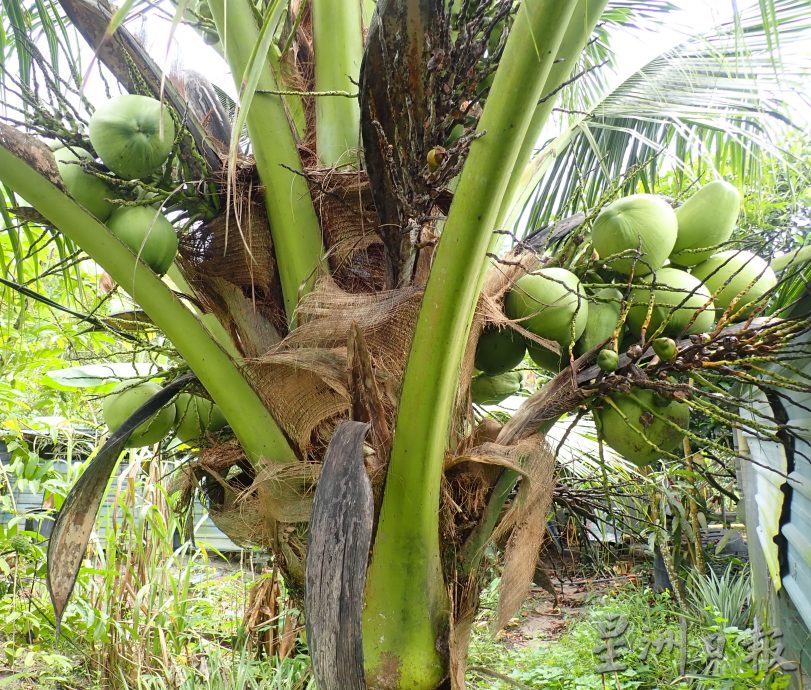 【农的传人】★1月1月刊登/大霹雳封底主文//陈锡成拿起锄头栽种蔬果 享受悠悠自在园林生活