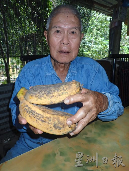 【农的传人】★1月1月刊登/大霹雳封底主文//陈锡成拿起锄头栽种蔬果 享受悠悠自在园林生活