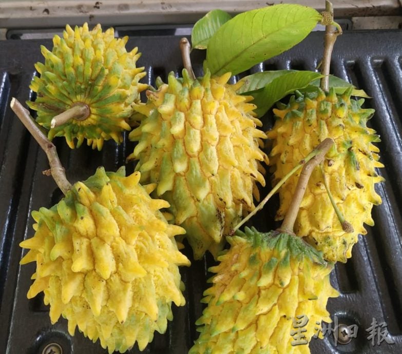 【农的传人】★1月1月刊登/大霹雳封底主文//陈锡成拿起锄头栽种蔬果 享受悠悠自在园林生活