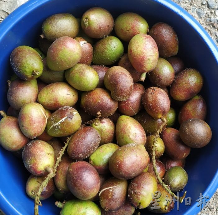 【农的传人】★1月1月刊登/大霹雳封底主文//陈锡成拿起锄头栽种蔬果 享受悠悠自在园林生活