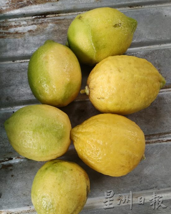 【农的传人】★1月1月刊登/大霹雳封底主文//陈锡成拿起锄头栽种蔬果 享受悠悠自在园林生活