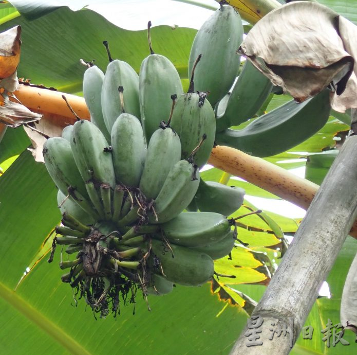 【农的传人】★1月1月刊登/大霹雳封底主文//陈锡成拿起锄头栽种蔬果 享受悠悠自在园林生活