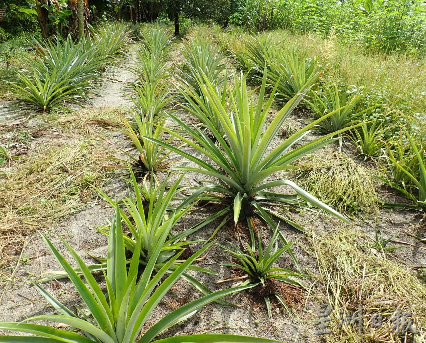 【农的传人】★1月1月刊登/大霹雳封底主文//陈锡成拿起锄头栽种蔬果 享受悠悠自在园林生活